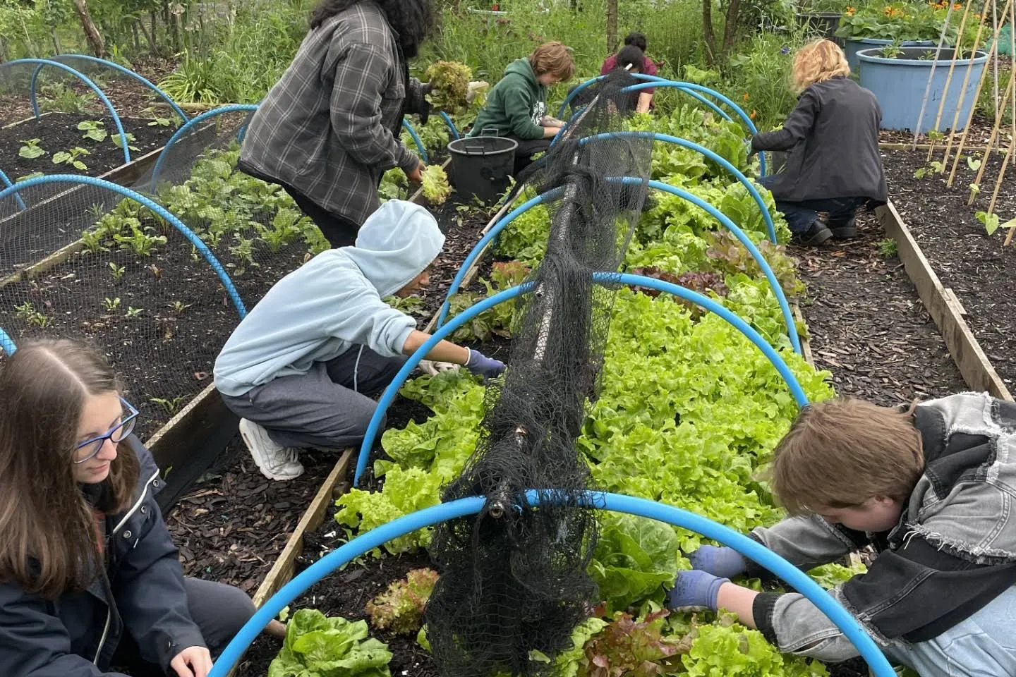 Kent Community Oasis Garden Gardening Session, photo 1 of 1