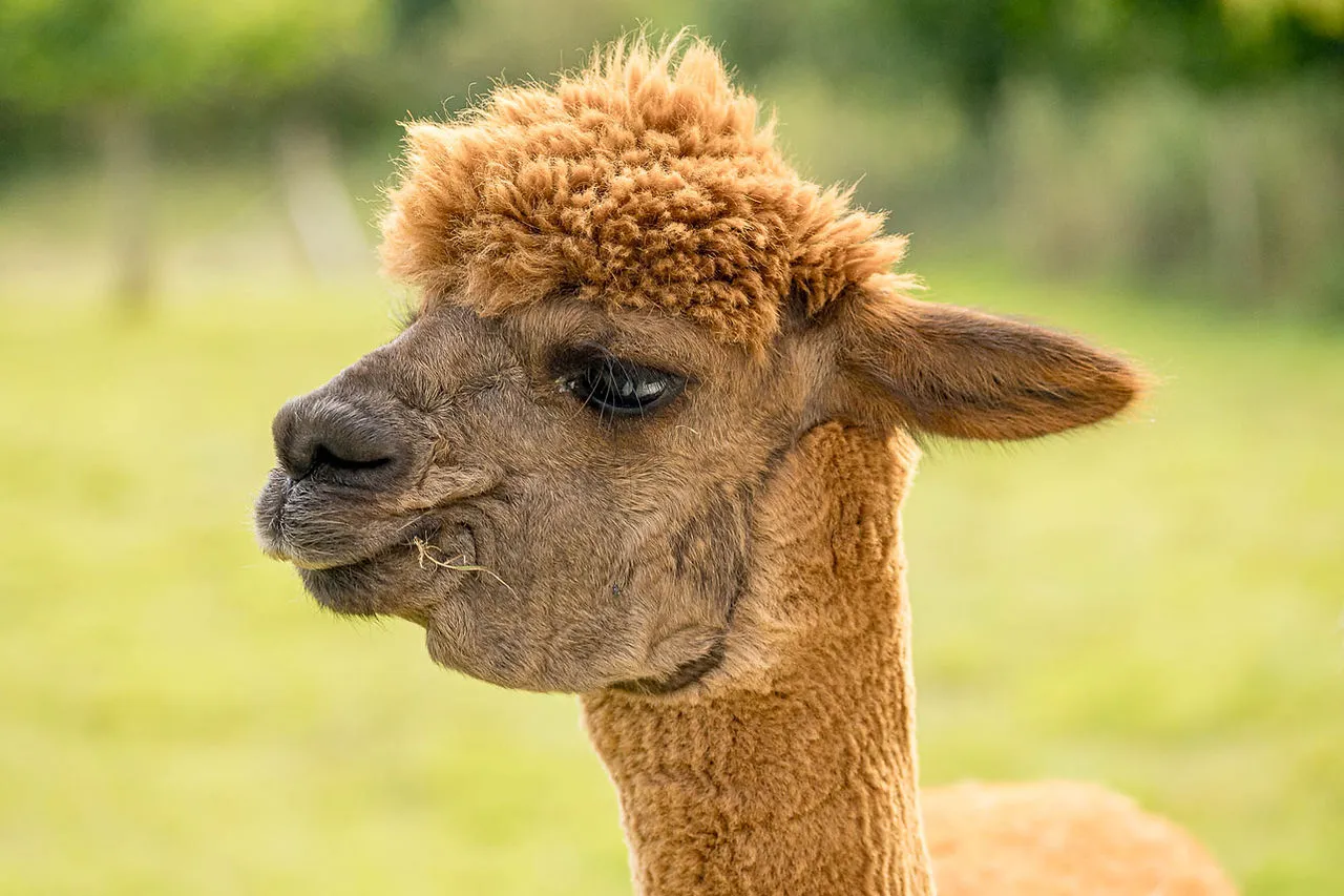 Alpaca & Goats Meet & Greets, photo 1 of 4