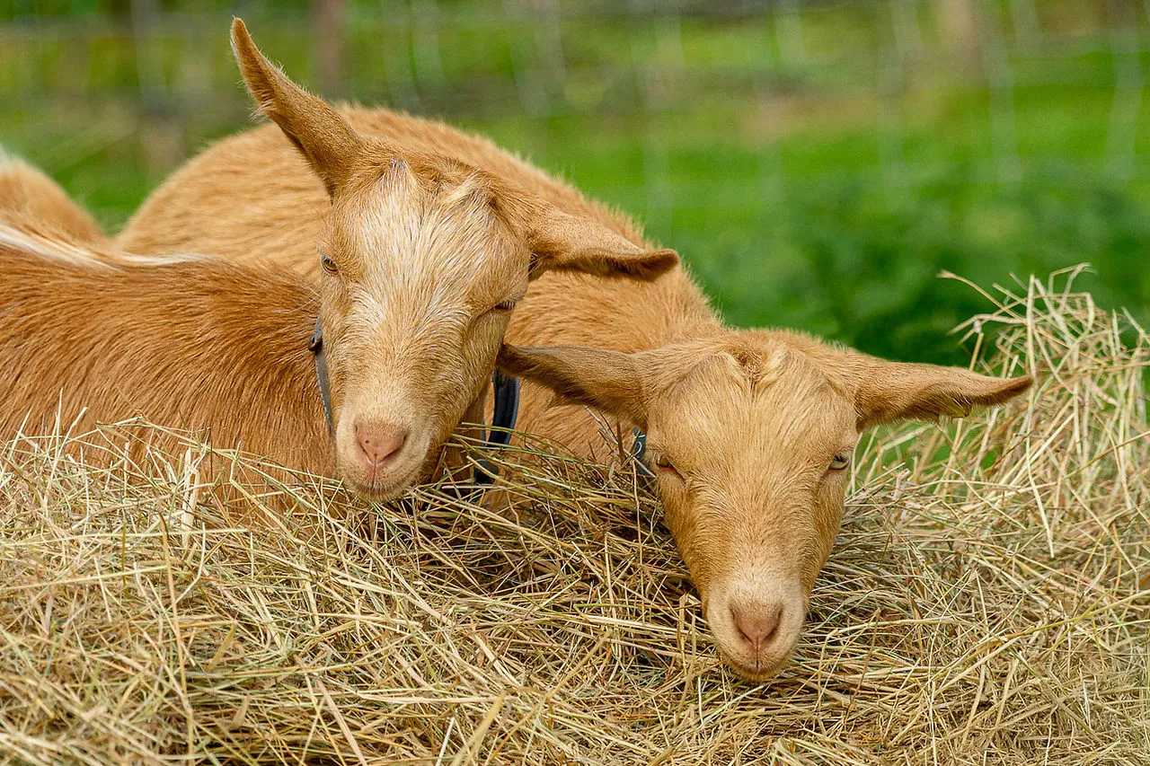 Alpaca & Goats Meet & Greets, photo 2 of 4