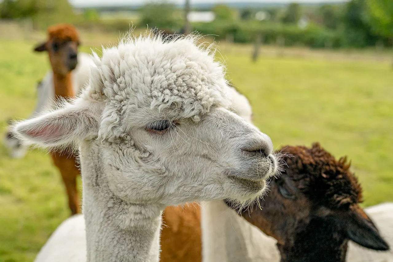 Alpaca & Goats Meet & Greets, photo 3 of 4
