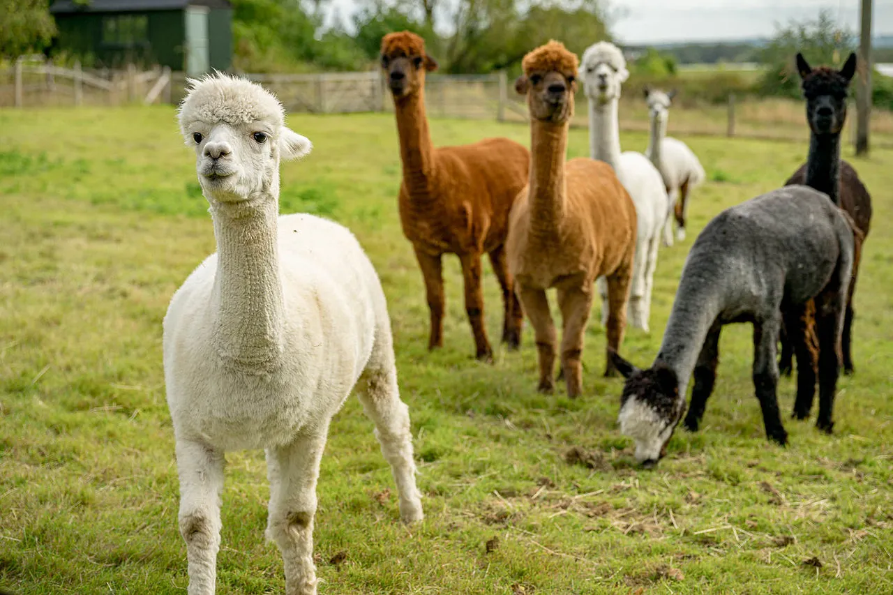 Alpaca & Goats Meet & Greets, photo 4 of 4