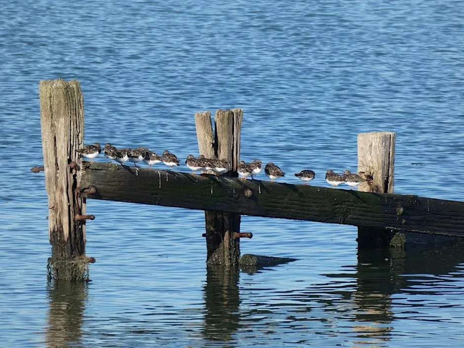 Guided Beginners Birdwatching Walk, photo 2 of 2