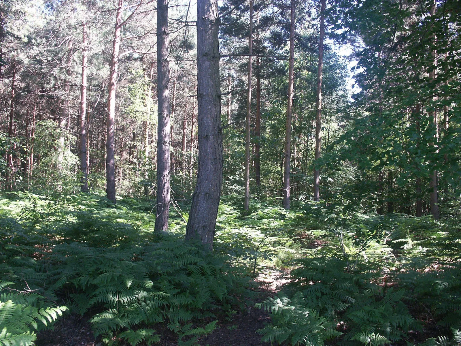 Getting to Know Conifers, photo 1 of 1