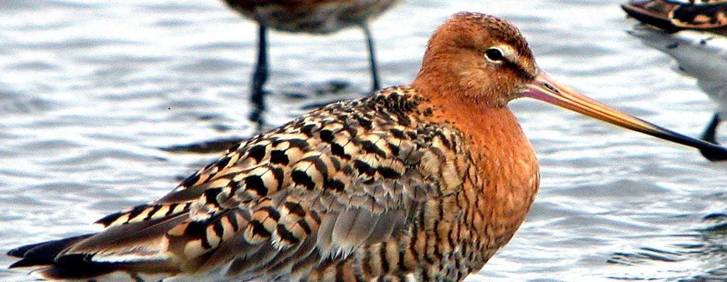 Autumn Migration in North Kent, photo 1 of 1