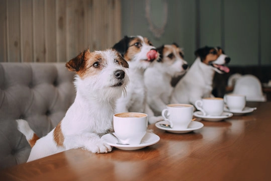 Discounts at Baskerville's Coffee House