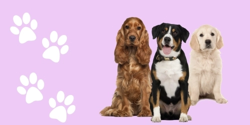 Discounts at Doggy Dinners