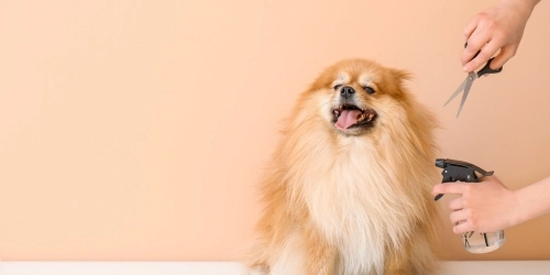 Discounts at Katie's Cuts Dog Grooming